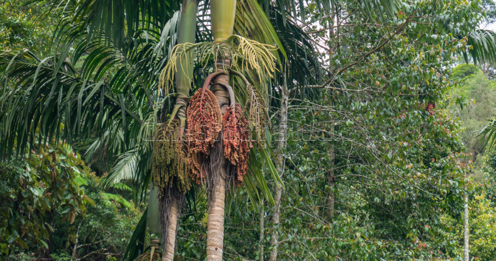 A tall Areca catechu palm tree with clusters of betel nuts growing in a tropical plantation.