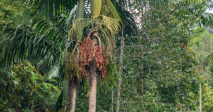A tall Areca catechu palm tree with clusters of betel nuts growing in a tropical plantation.