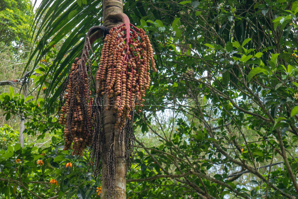 Close-up shot of several Areca nut clusters with orange-brown husks on a palm tree.