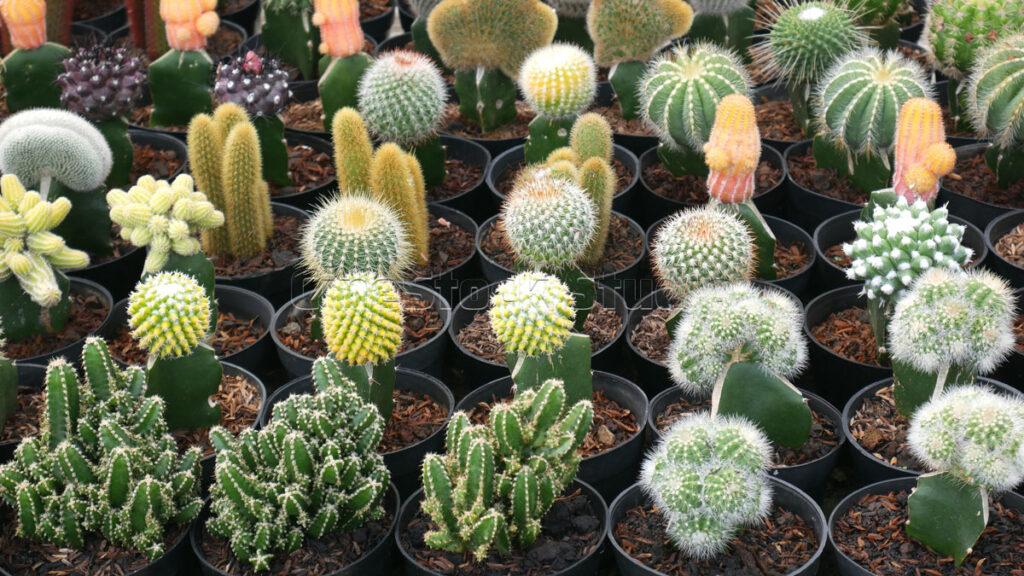 Assorted potted Cactus and Succulents on display.