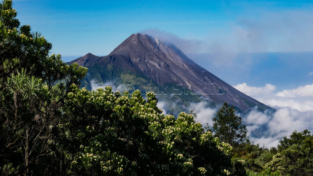 A stunning view of Javanese Edelweiss with the active Mount Merapi peak in the background.