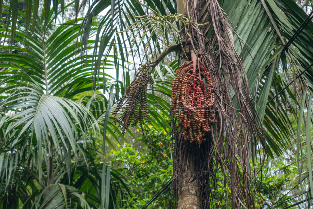 Detailed view of ripening betel nut fruit clusters hanging from an Areca palm tree trunk.