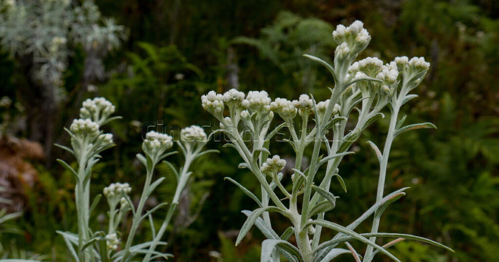 Several shrubs of blooming Anaphalis javanica captured in the Indonesian highlands.