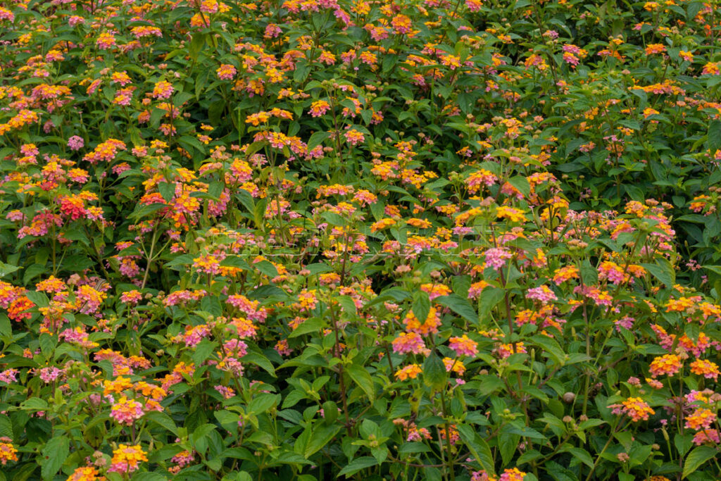 Wide Landscape of Blooming Lantana Camara Shrub.
