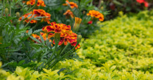 Bushy orange Marigold flowers blooming brightly under natural outdoor sunlight.