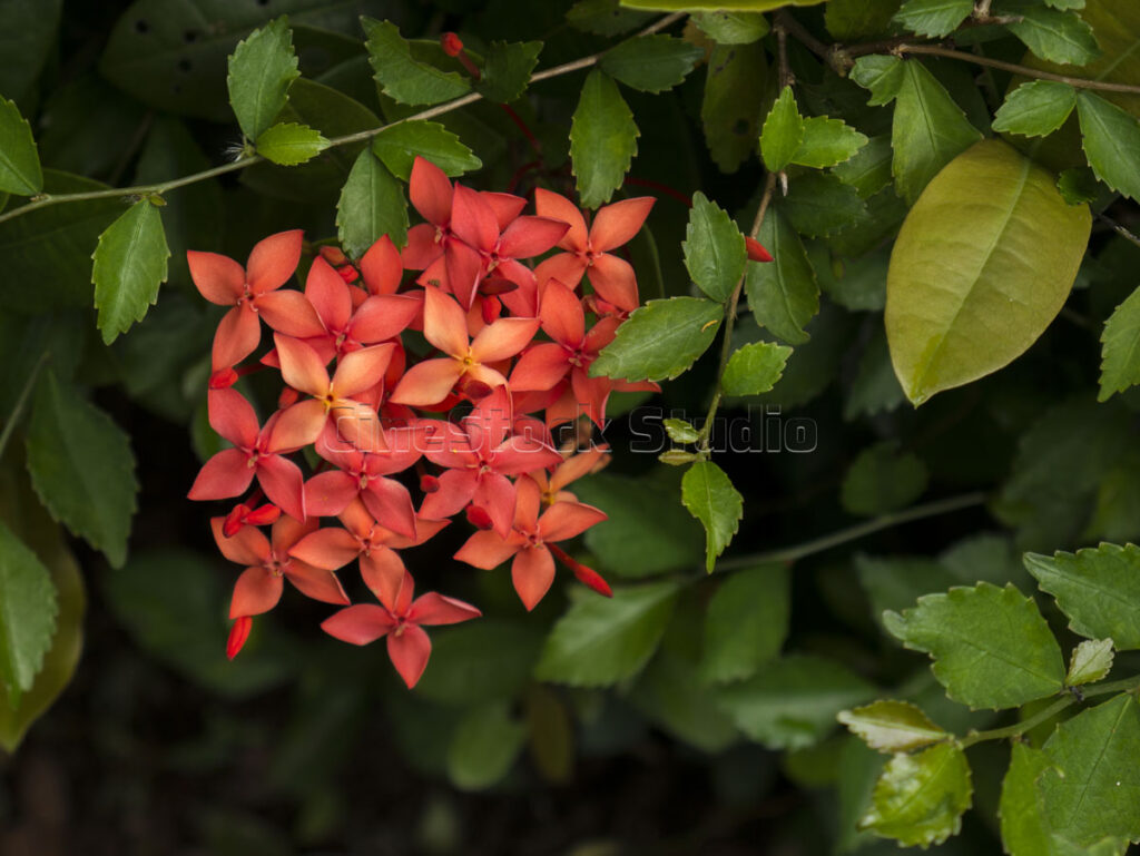 A vibrant bundle of red Ixora flowers surrounded by dark green foliage.