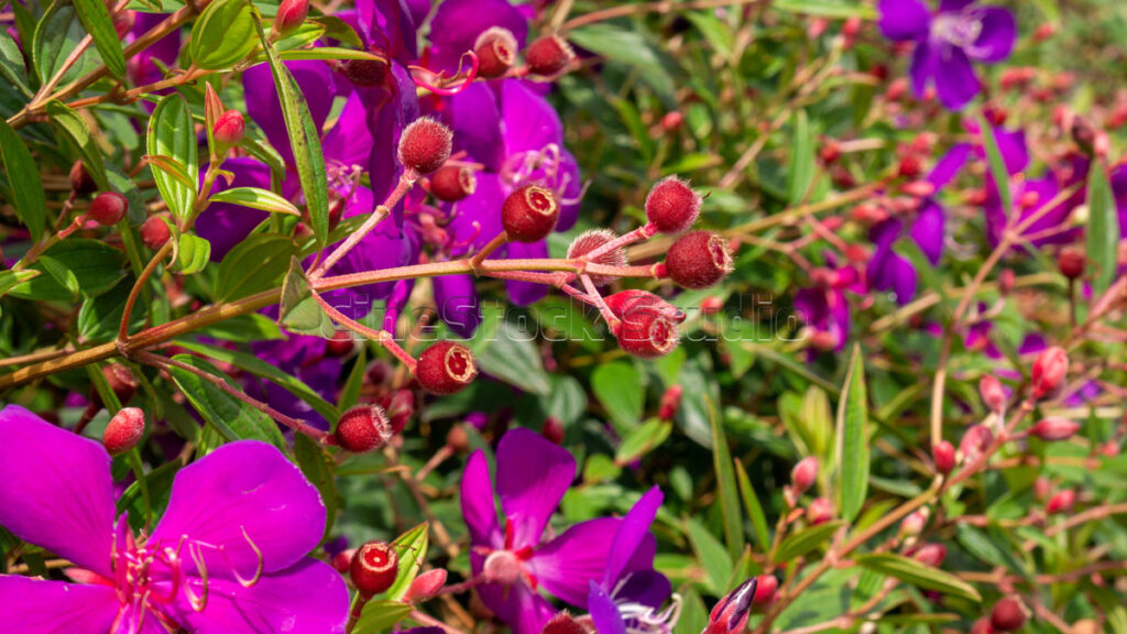 Detailed view of a Tibouchina branch filled with bright purple blossoms and buds.