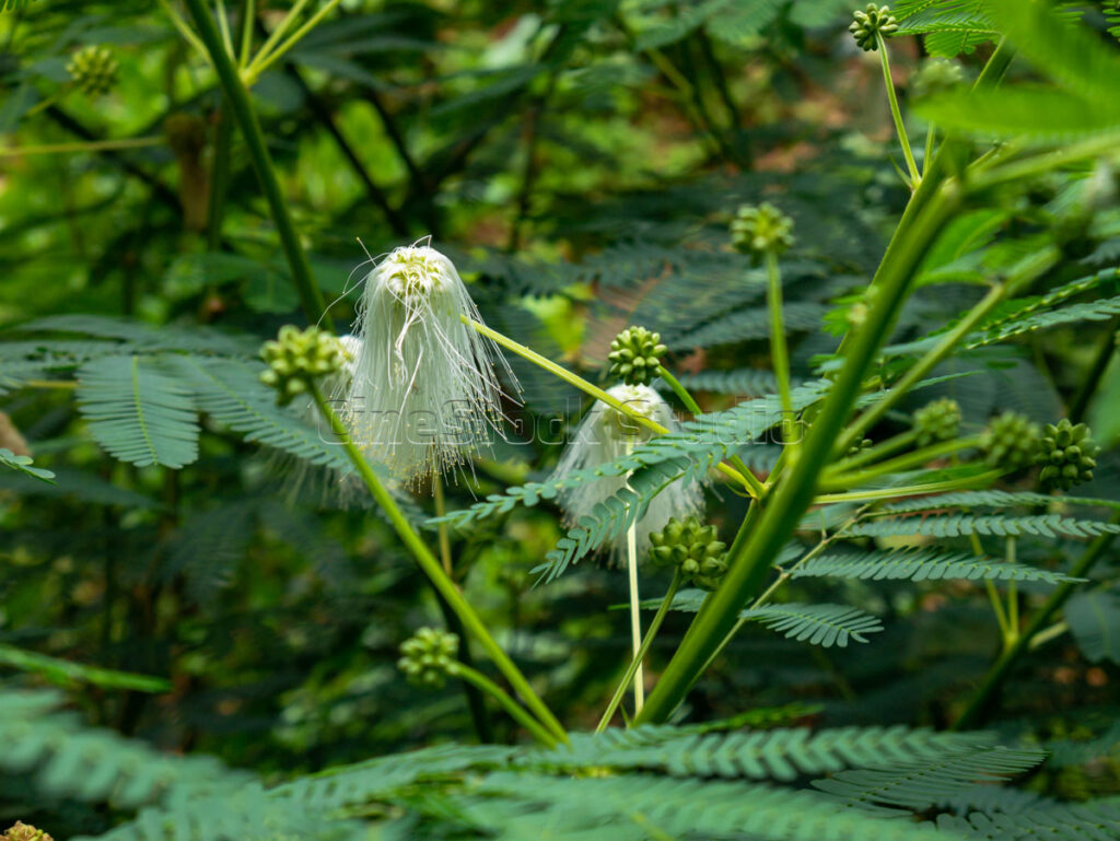 Vibrant white powder puff flowers blooming amidst dark green mimosa-like leaves.