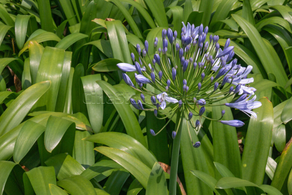 A beautiful cluster of blue African Lily flowers blooming among lush green foliage.