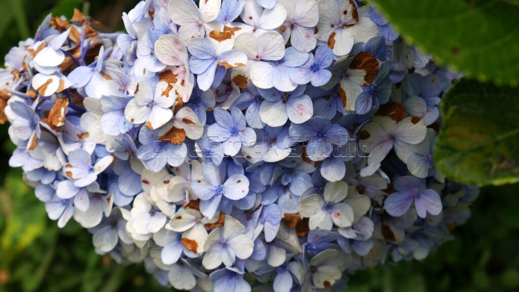 Blue Hydrangea Flower with Dried Petal Details.