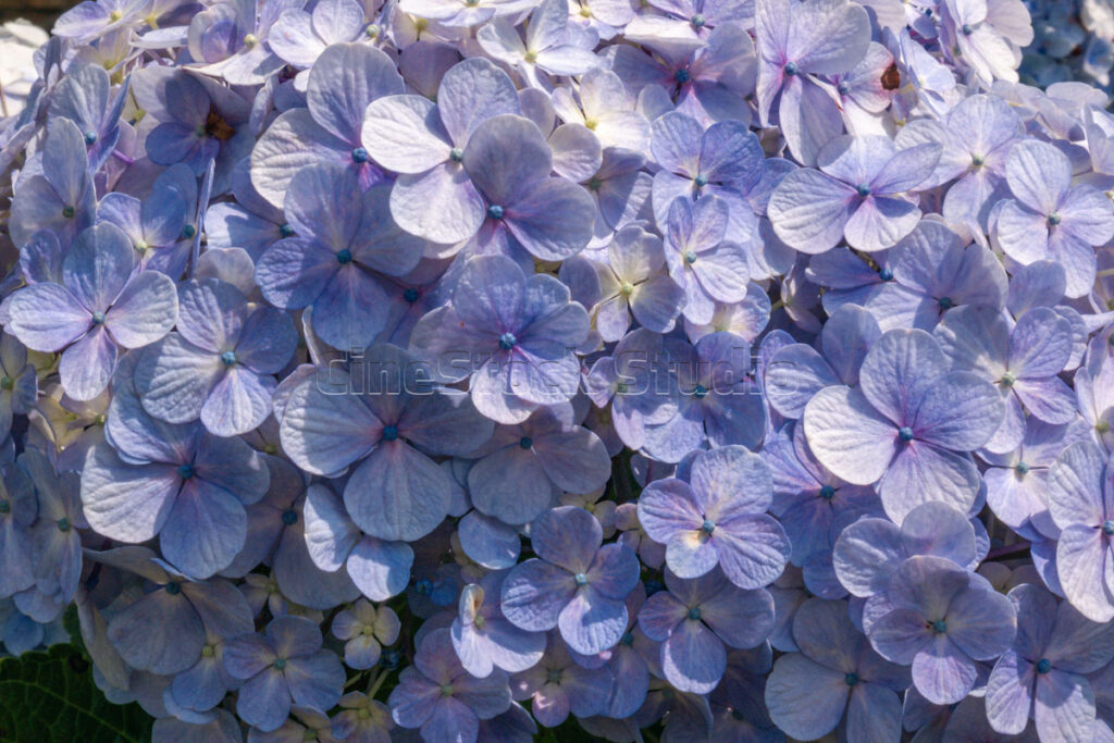 Blue hydrangea flower cluster blooming beautifully in tropical botanical garden.
