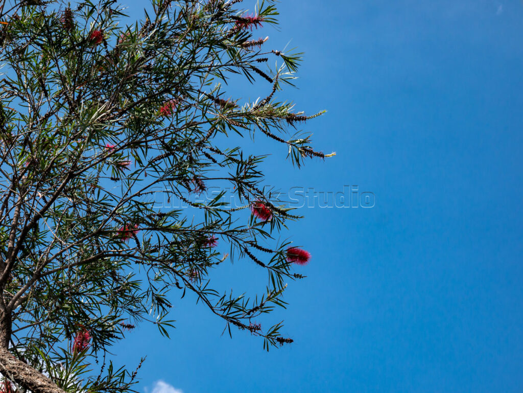 Looking up at a red Bottlebrush tree with many flowers blooming against a clear blue sky.