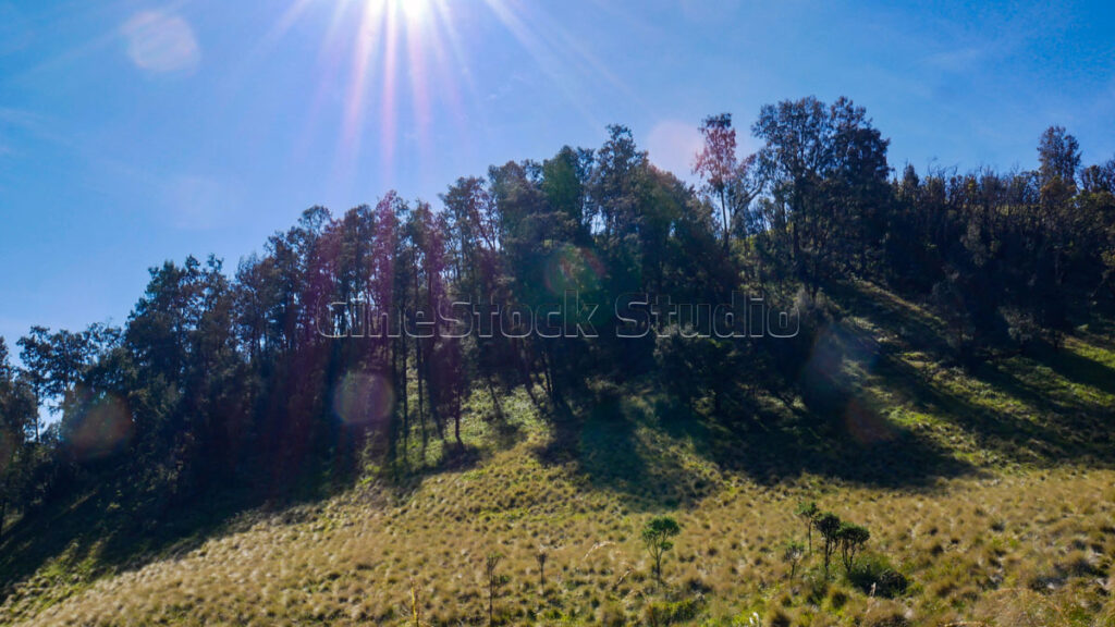 The meadow with trees lit by sunlight coming in from the top creates a dramatic shadow effect.
