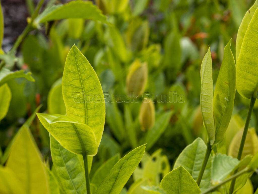 Bright tropical leaves growth with blurred botanical background texture.