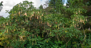 A wide view of a Brugmansia shrub filled with numerous long trumpet-shaped flowers.