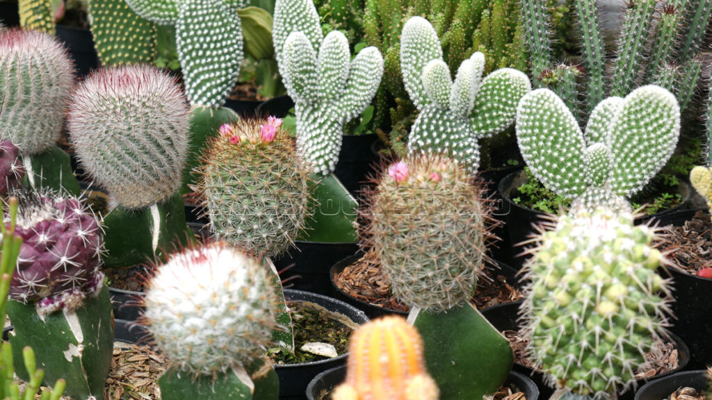 Bunny ear Cactus and Succulents in a nursery.