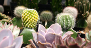 Close up of Cactus and Succulents arrangement.