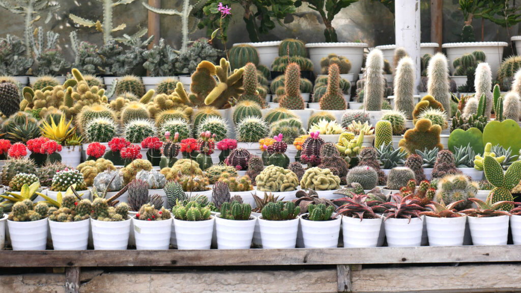 Rows of Cactus and Succulents in white ceramic pots.