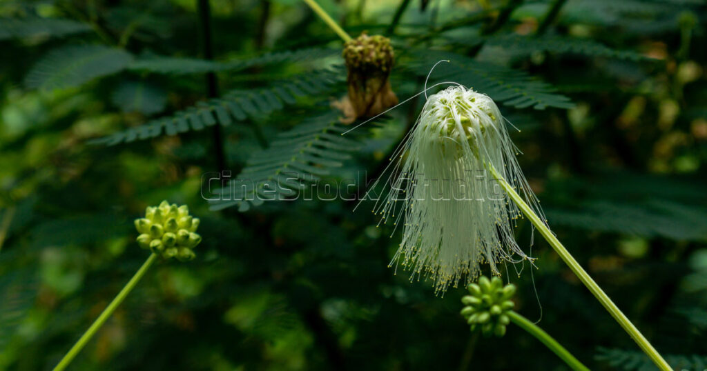 Detailed close-up of a delicate white Calliandra portoricensis blossom in a garden.