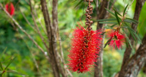 Close-up of a crimson Callistemon citrinus flower with a blurred garden background.