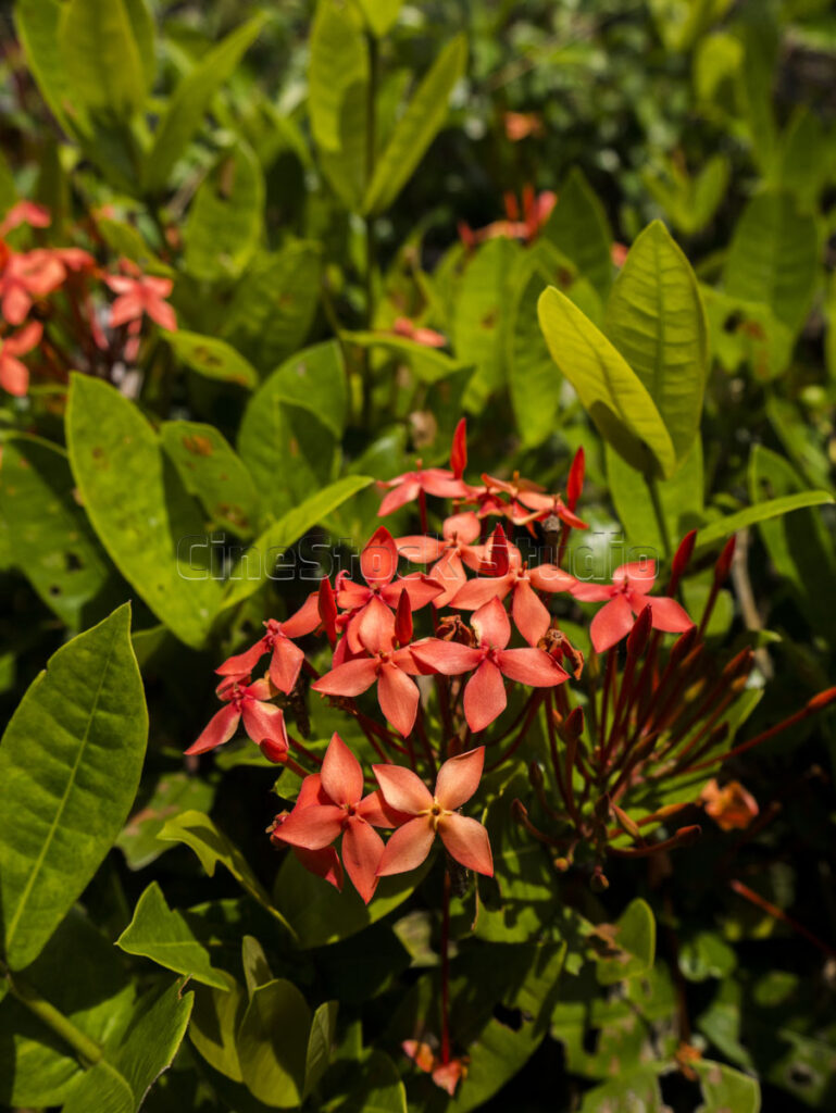 A focused cluster of red Ixora flowers blooming in the center of the frame.
