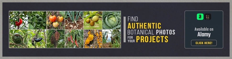 Find authentic botanical stock images and editorial nature photography collection for creative projects on Alamy contributor page.