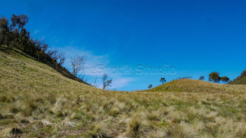Beautiful natural scenery in the form of grasslands.