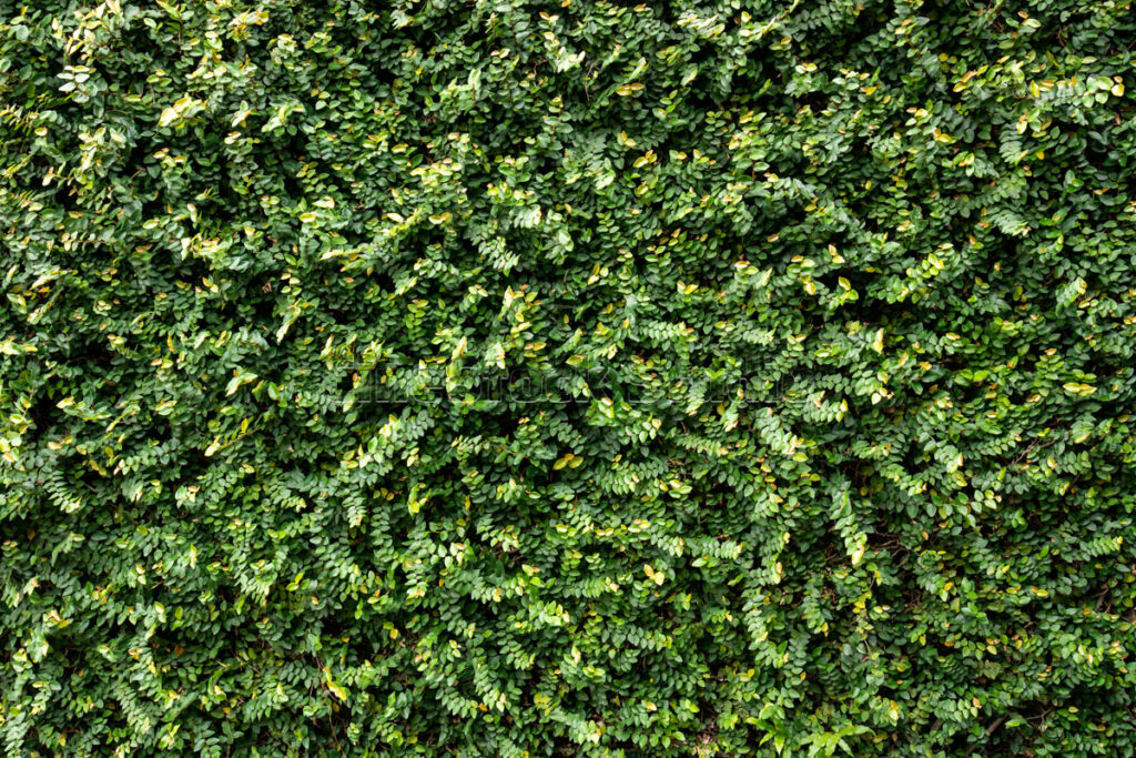 Climbing fig Ficus Pumila leaves covering wall for green texture.