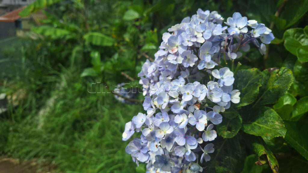 Blooming blue Hydrangea flowers on a leafy green branch.
