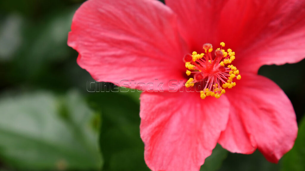 Close-up of a blooming red Chinese Hibiscus flower showing vibrant petals.