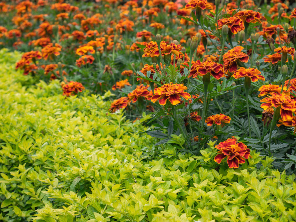 A close-up view of French Marigold flowers lining a bright yellow garden path.