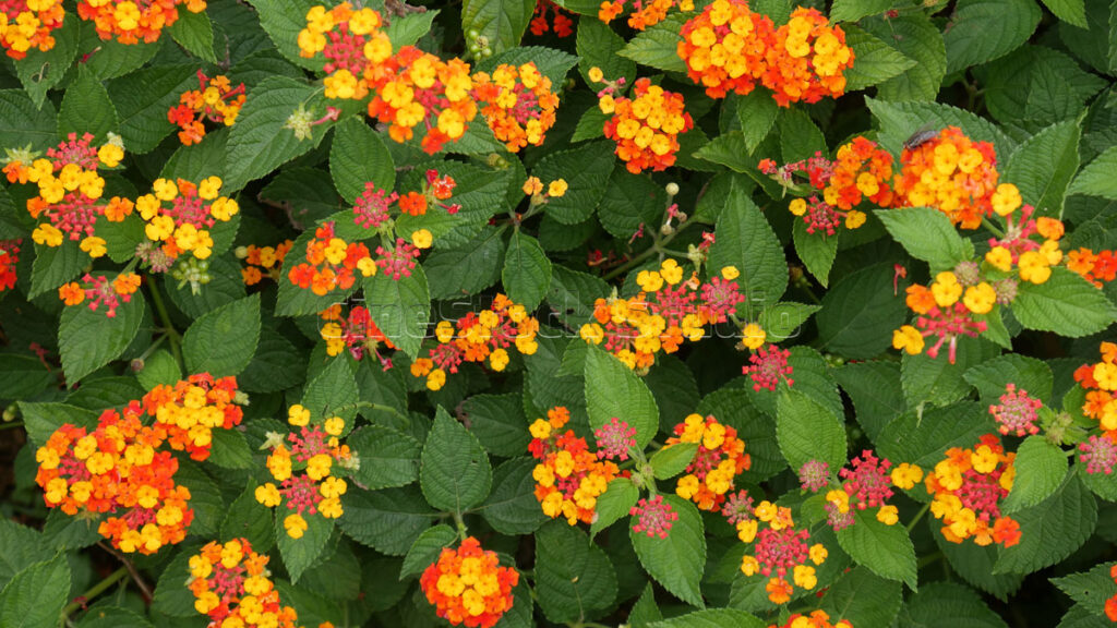 The Beauty of Lantana Flowers in Bright Colors.