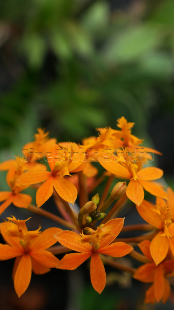 Detailed close-up of a vibrant orange Fire-star Orchid cluster with a soft green background.