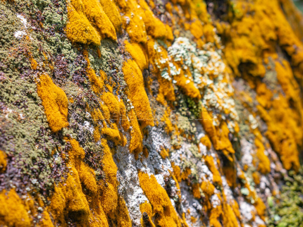 Close-up shot of vivid orange crustose lichen spreading over a rough rock face.