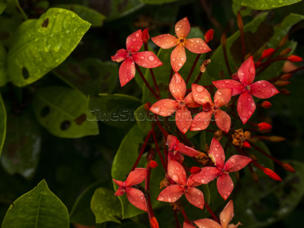Close-up of wet red Ixora blossoms showing water droplets on the delicate petals.