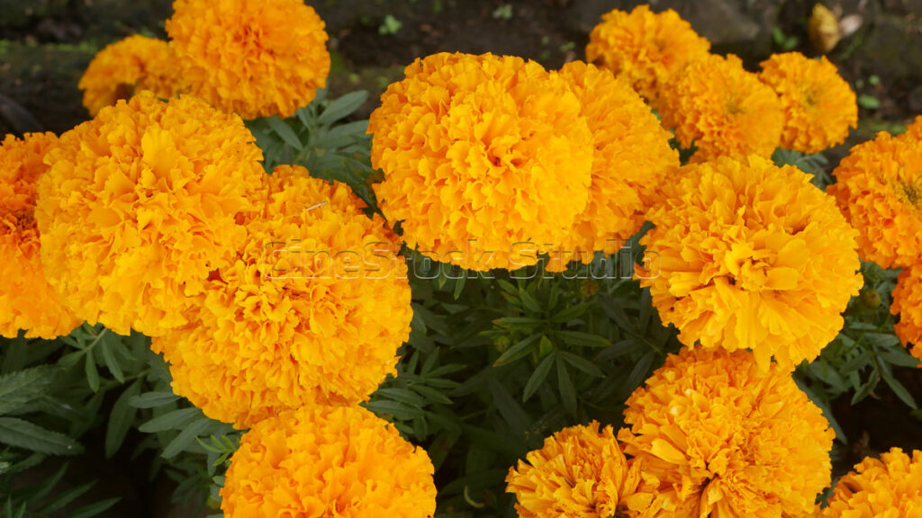 A dense cluster of round, yellow pom-pom Marigold flowers in full bloom.