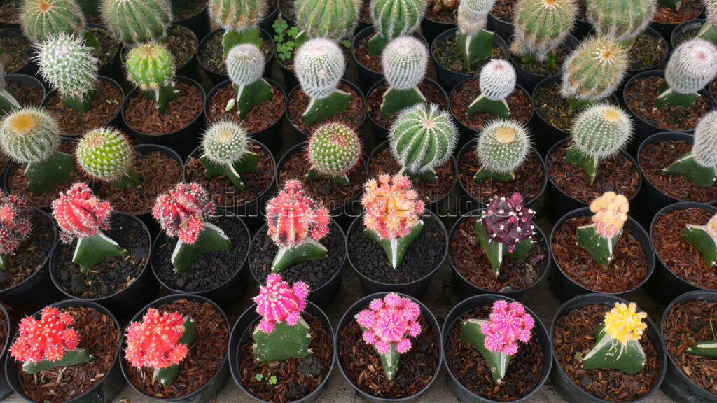 Colorful Gymnocalycium Cactus and Succulents in a row.