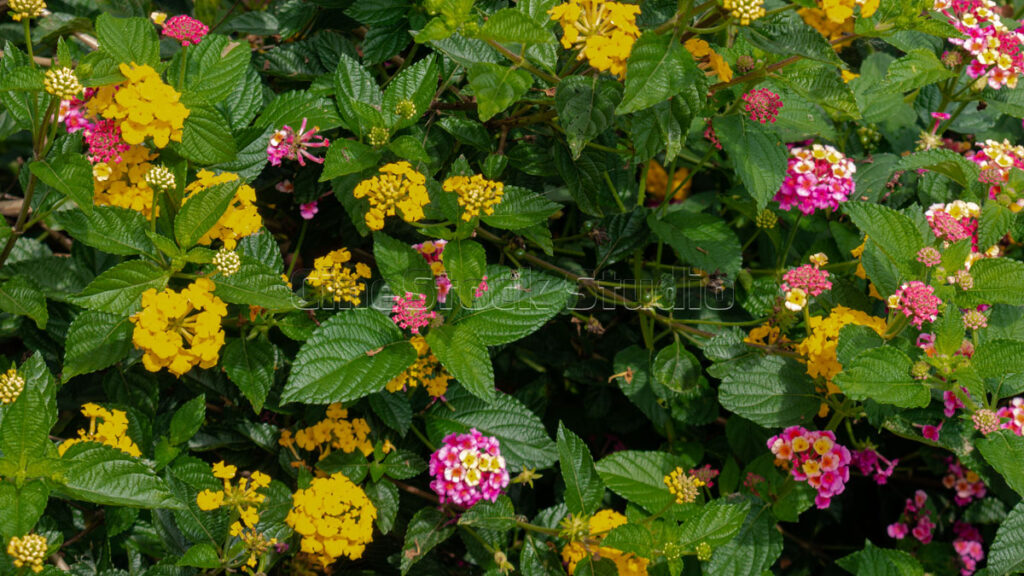 Mixed Colors of Lantana Camara Flowers in Garden.