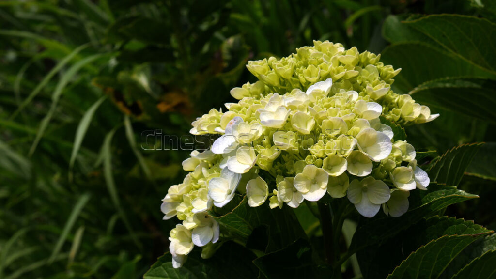 Light Green Hydrangea Flower with Fresh Petal Details.