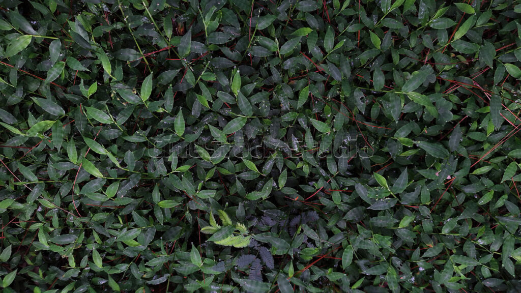 Beauty of Green Foliage and Ferns Among Red Stems.