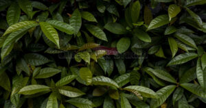 Dark green dense shrub foliage & leaves texture suitable for background.