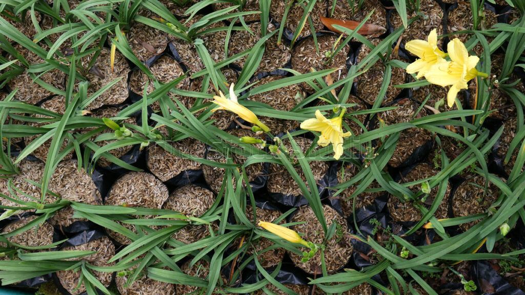 Several yellow Daylily plants growing in black polybags at a flower nursery.