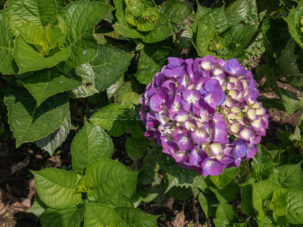 Purple hydrangea flower in full bloom at tropical botanical garden, Indonesia.