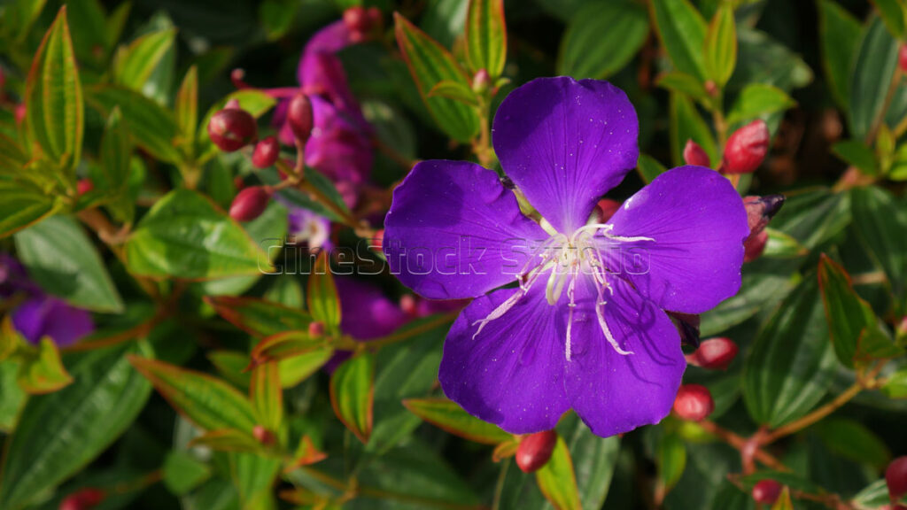 Extreme macro shot of a deep violet Tibouchina flower highlighting its center.