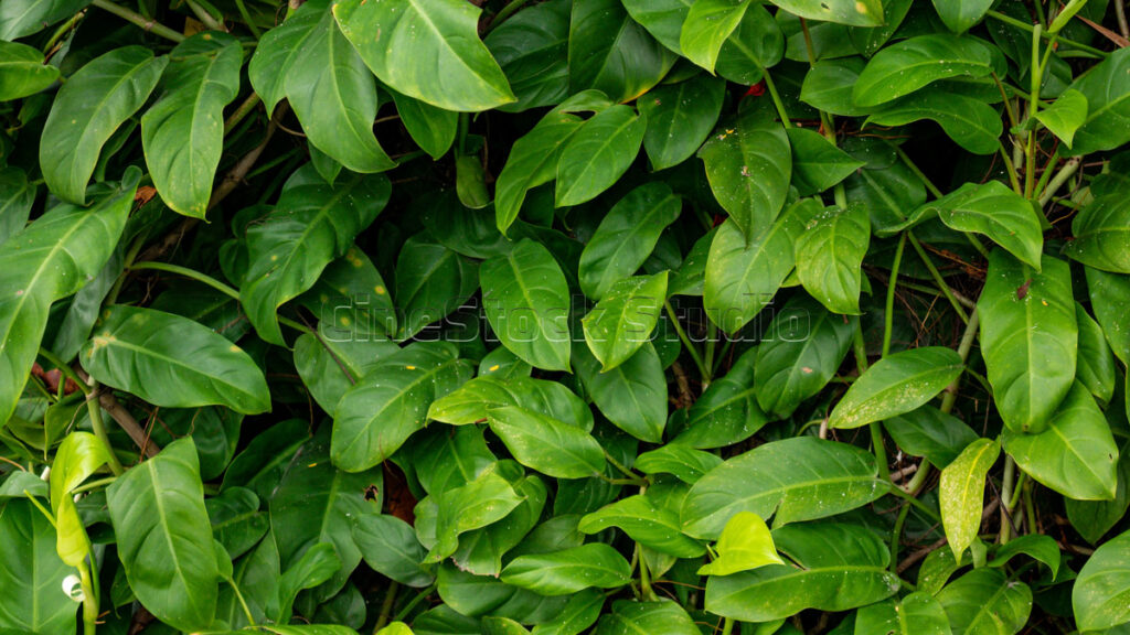 Dense green garden leaf pattern for natural foliage background texture.