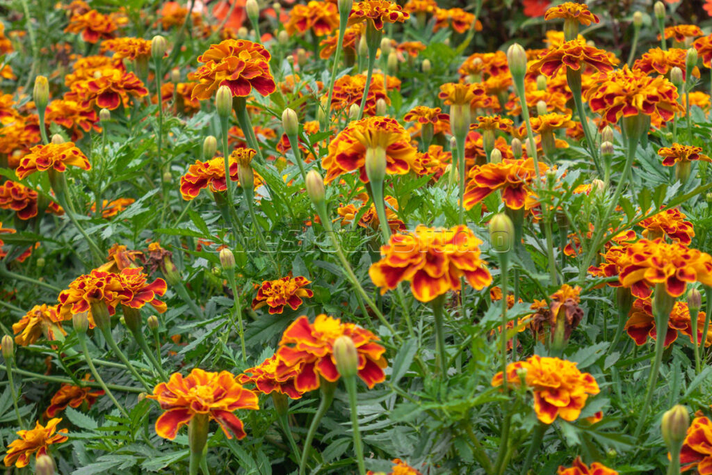 A dense texture of orange Marigold blossoms filling the entire garden frame.
