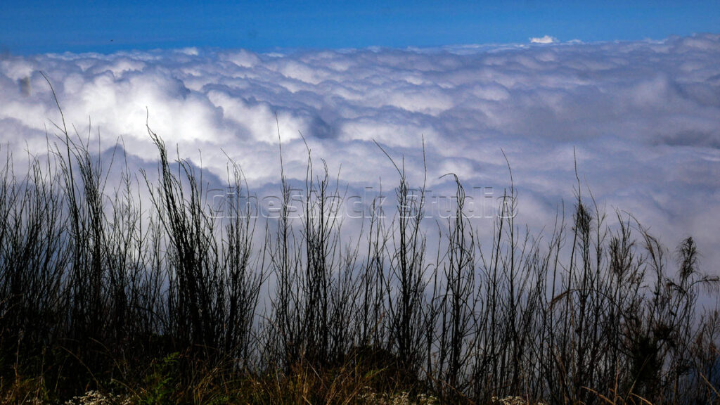 Sea of Clouds View from the Mountains with Silhouetted Dry Plants.