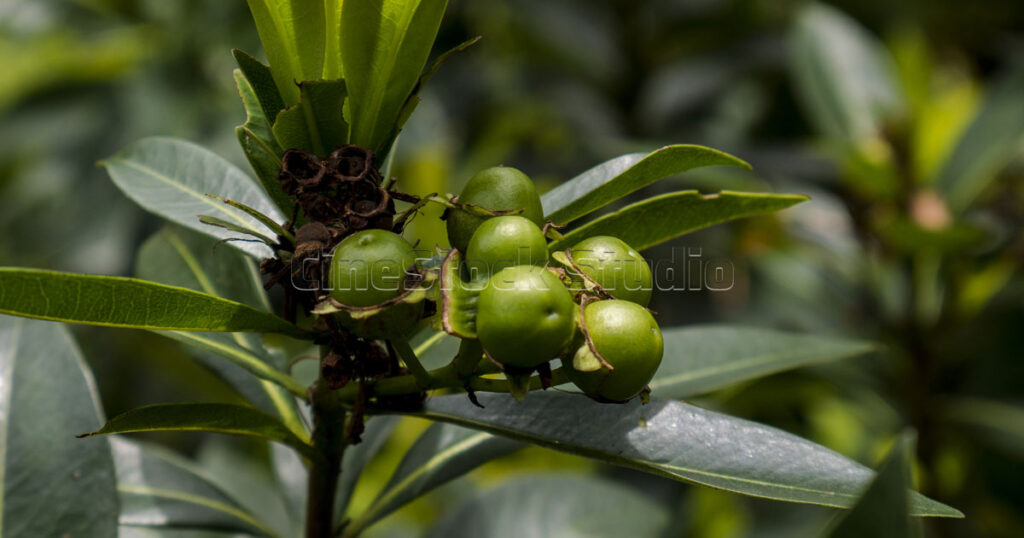 Detailed view of green Golden Penda fruits nestled among thick tropical foliage.