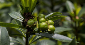 Detailed view of green Golden Penda fruits nestled among thick tropical foliage.