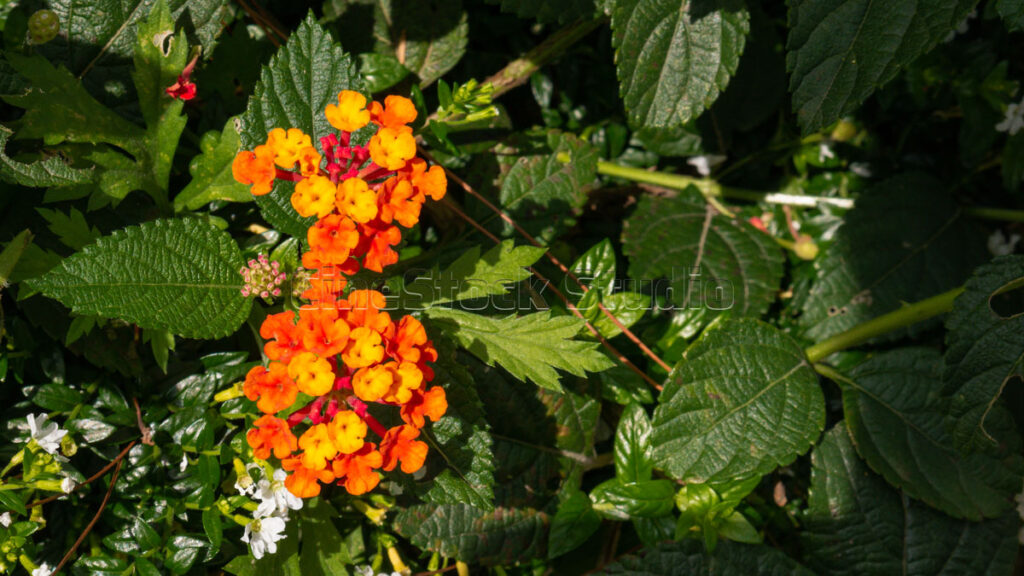 Sunlit Lantana Camara Flowers in Garden.